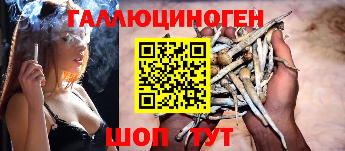 Псилоцибиновые грибы Psilocybe Химки